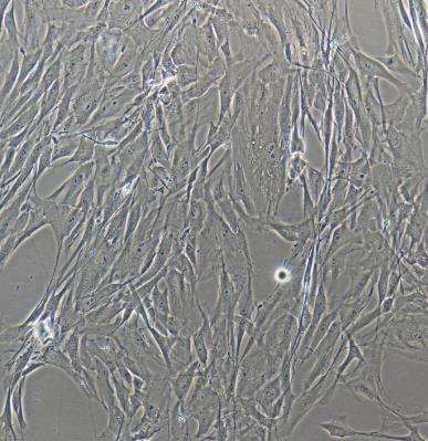 人胚肺成纤维细胞的应用