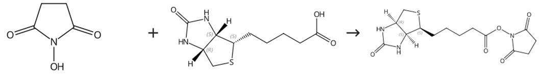 (+)生物素-N-琥珀酰亚胺基酯的合成