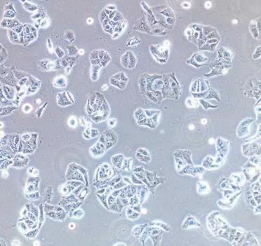 NCI-H157人非小细胞肺腺癌贴壁细胞系的应用