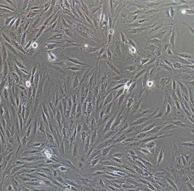 大鼠胚胎心肌细胞的应用