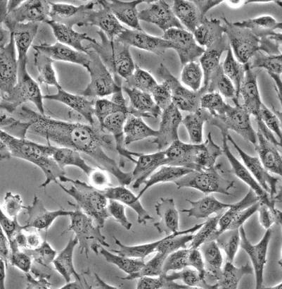 兔骨髓间充质干细胞的应用