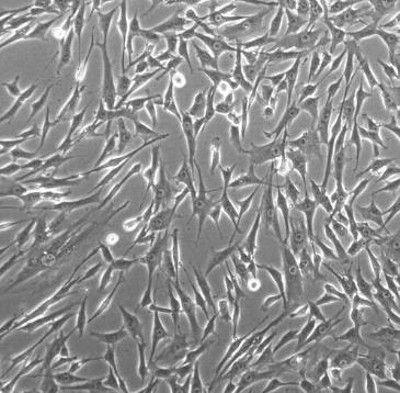 大鼠子宫成纤维细胞的应用