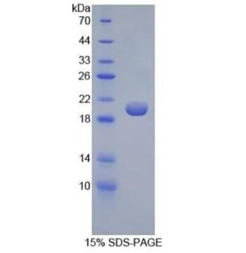 SDS-PAGE超低分子量标准品.png