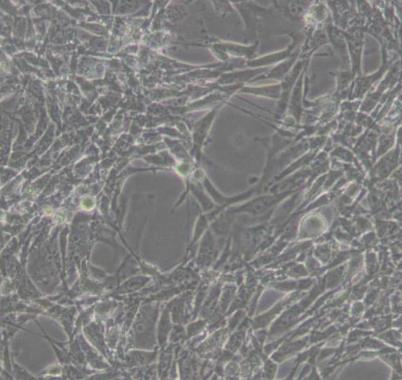 小鼠睾丸细胞.png