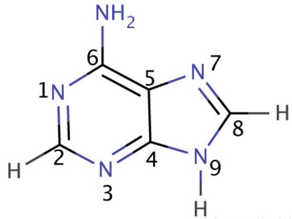 腺嘌呤是什么？它的缩写字母和结构式是什么？