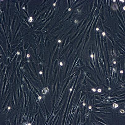 大鼠滑膜成纤维细胞的应用