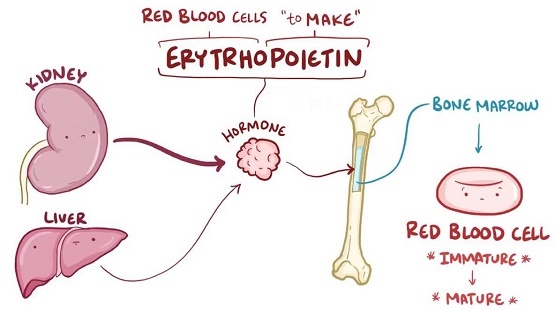 11096-26-7 ErythropoietinEPOglycoproteinkidneyred blood cell production