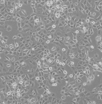 NCI-H125细胞系|人非小细胞肺癌细胞的应用
