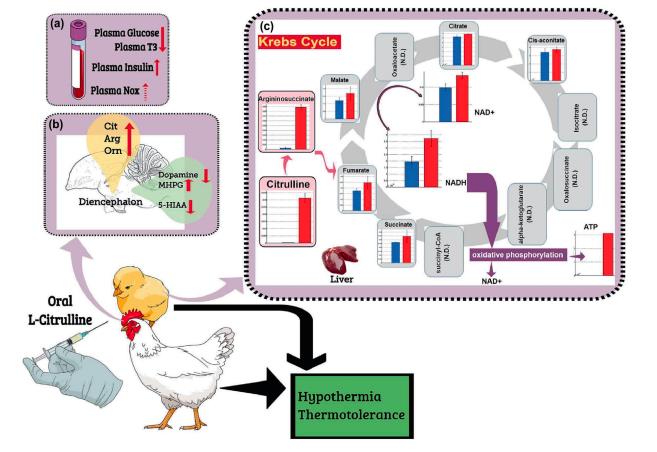 Figure 1 The role of plasma components (metabolites, hormones, and NO), brain monoamines, and liver metabolism in hypothermia and thermotolerance induced by oral L-citrulline. This schematic drawing shows the changes in different plasma hormones and metabolites in chicks and broilers following oral L-Cit and the consequences for hypothermia and thermotolerance
