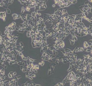 MLTC-1 小鼠睾丸间质细胞瘤细胞系的应用