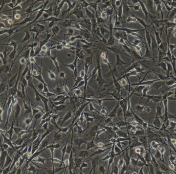 大鼠视网膜色素上皮细胞的应用