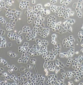 NCI-H1048人小细胞肺癌贴壁细胞系.png