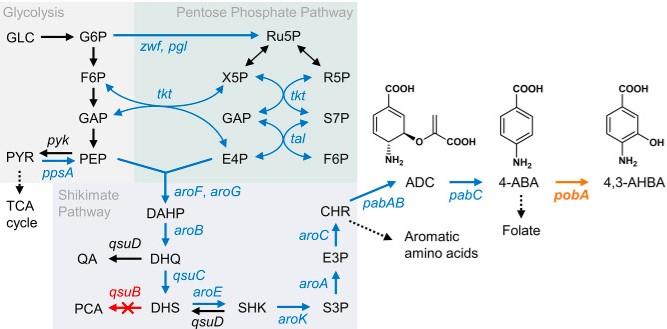 Figure 1. Schematic representation of the artificial pathway for the production of 4,3-AHBA from glucose in Corynebacterium glutamicum. Italic text indicates relevant genes in the pathway.