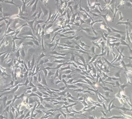 大鼠视网膜MULLER细胞.png