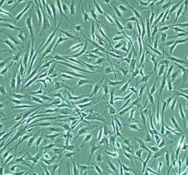 KMST-6细胞系|人胚成纤维细胞的应用