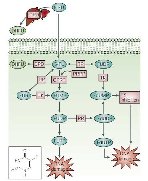 51-21-8 5-Fluorouracilstructure mechanism of action5-FUchemotherapeuticDNA and RNA