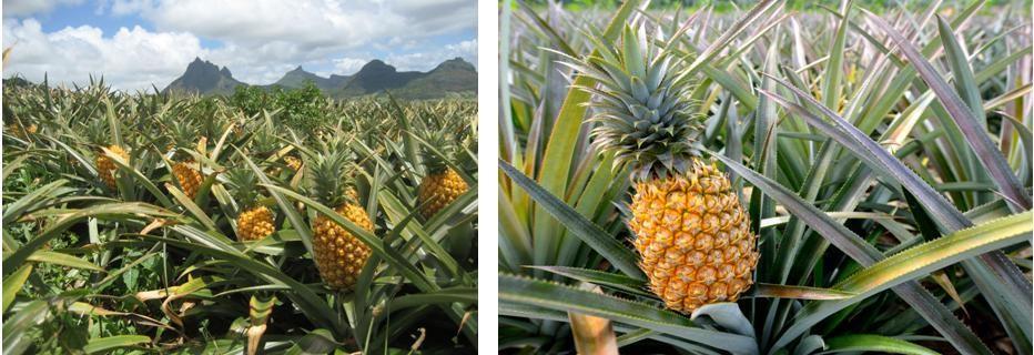 9001-00-7 Bromelain；synthesis；Application; natural product 