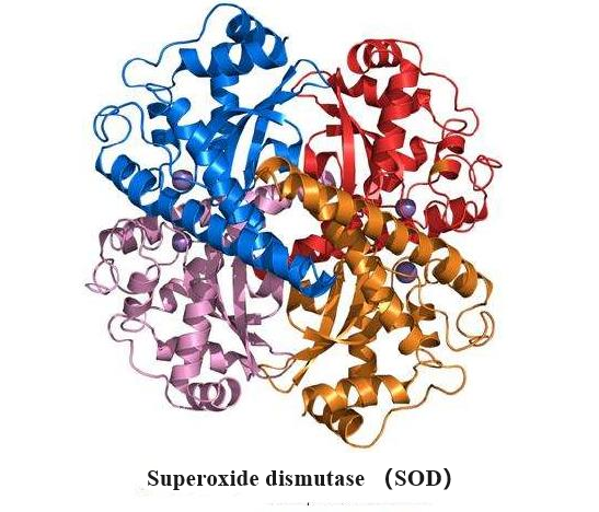 9054-89-1 Superoxide dismutaseTherapeuticOxidative stressSOD