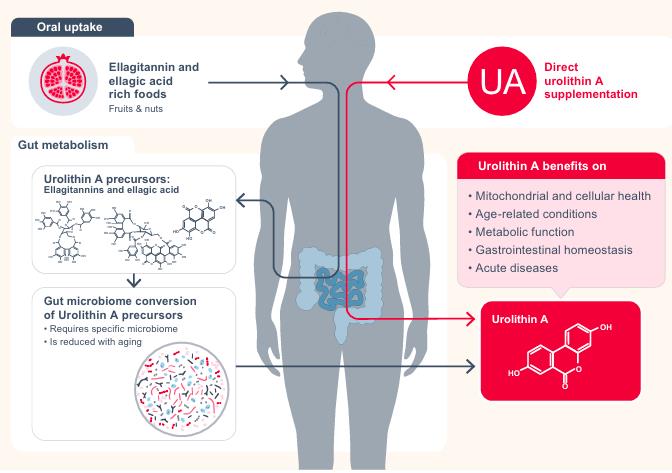 Figure 1 Urolithin A is a Gut Microbiome-Derived Compound with Health Benefits for Aging and Diseases