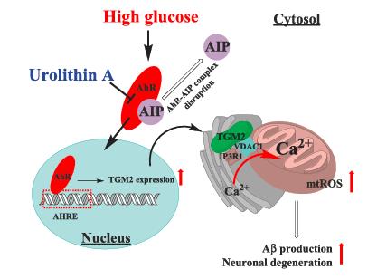 Figure 2 Urolithin A suppresses high glucose-induced neuronal amyloidogenesis