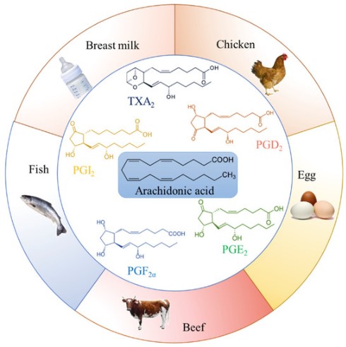 506-32-1 Arachidonic acidARAfatty acidSourceinflammatory mediatorprostaglandinsleukotrienes