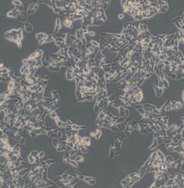 小鼠睾丸间质细胞.png