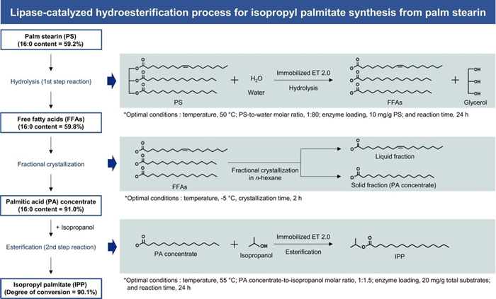 Isopropyl palmitate synthesis