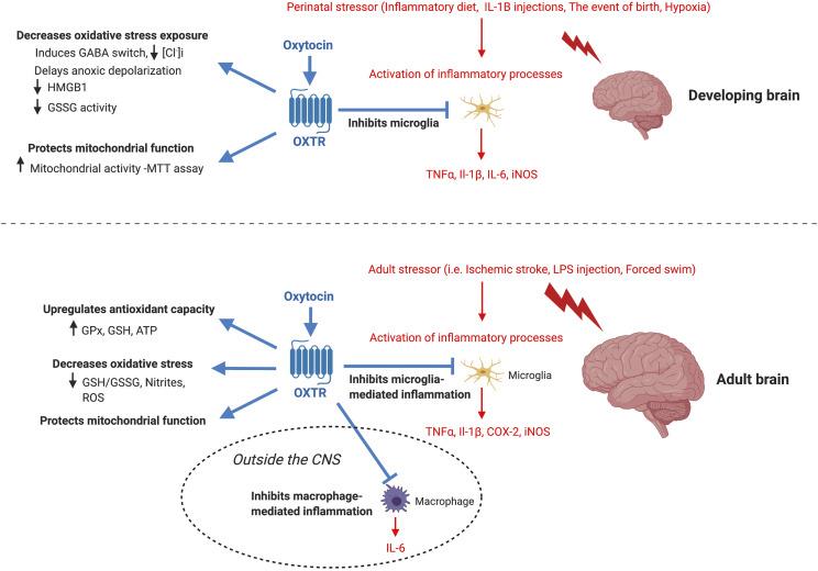 50-56-6 Oxytocin Hormone Mammals