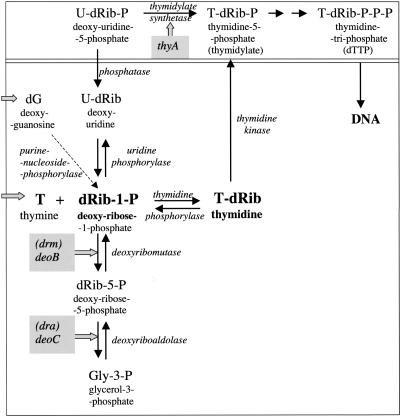 65-71-4 Thymine DNA Metabolite