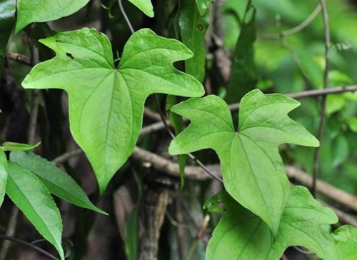 薯蓣科植物