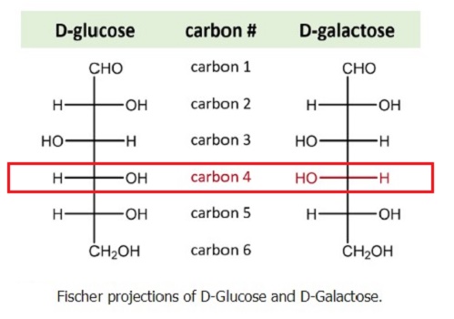 59-23-4 D-galactoseD-glucosedifferencecarbon-4