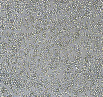 小鼠肥大细胞瘤细胞