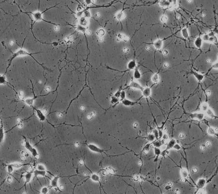 大鼠海马神经元细胞