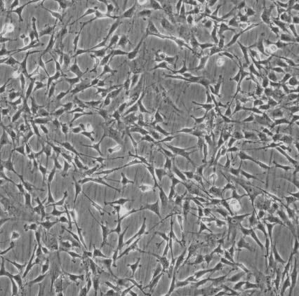 MCF-12F 人乳腺上皮细胞系的应用