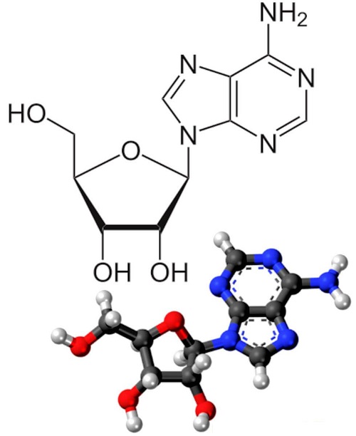 腺苷是什么？由什么组成？