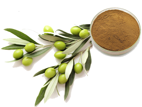 油橄榄叶提取物对皮肤的作用及功效