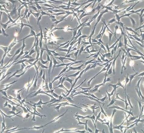 RMC-1 大鼠视网膜MULLER细胞系的应用