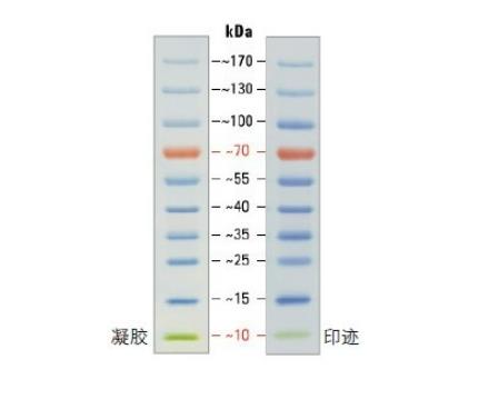 SDS-聚丙烯酰胺凝胶电泳小分子量标准蛋白质的应用