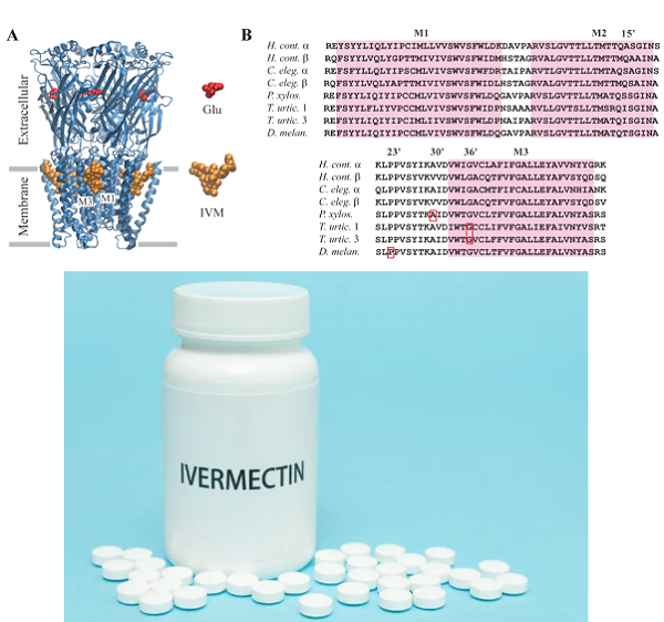 70288-86-7 Ivermectinantibioticsanti-parasitic druganthelminticinsecticide