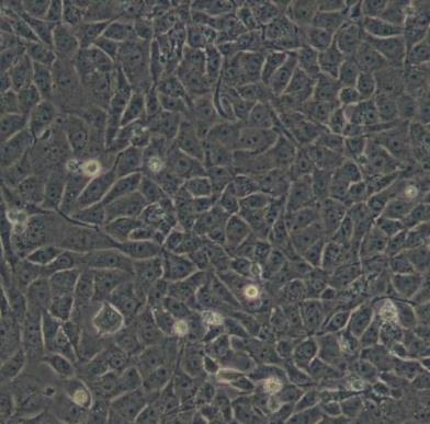 大鼠肝实质细胞的应用