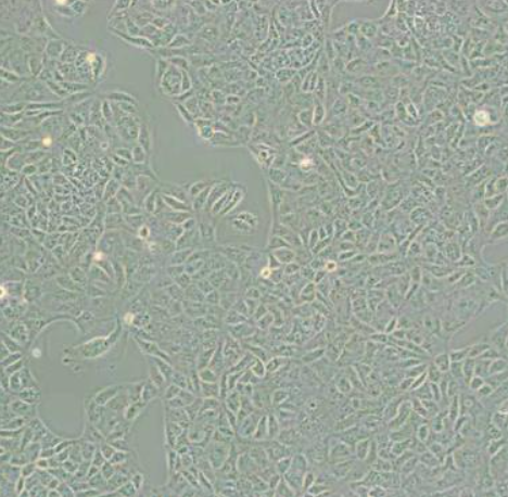 非洲绿猴肾细胞