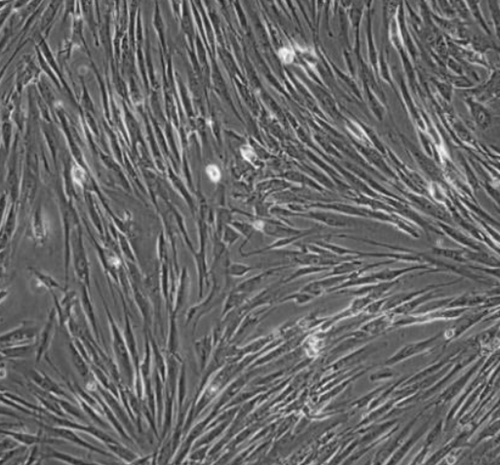 小鼠海绵体平滑肌细胞