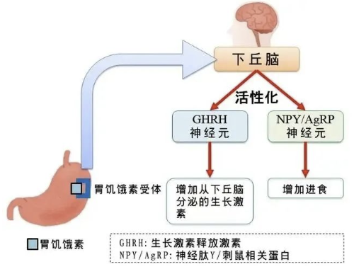 阿那莫林 作用机制