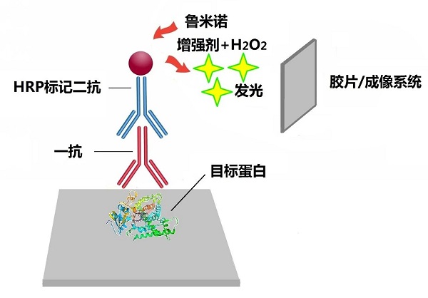 高灵敏度化学发光液