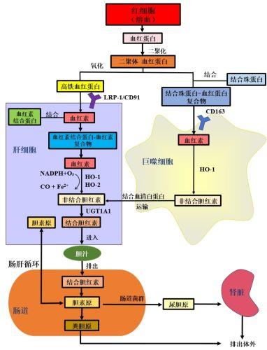 胆红的来源与代谢途径.jpg