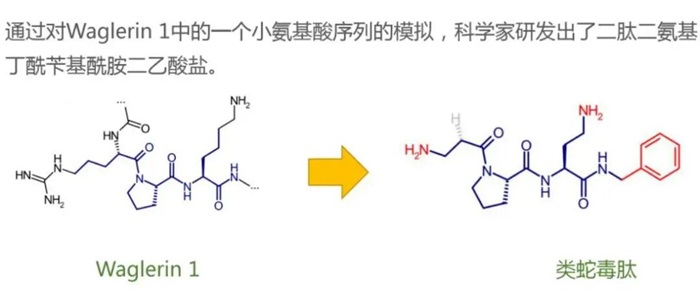 类蛇毒肽与类蛇毒三肽