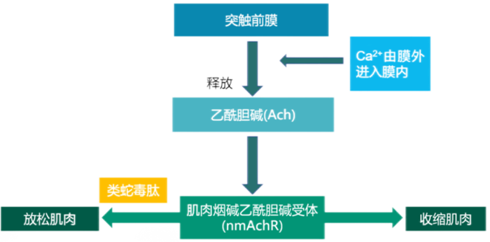 类蛇毒三肽