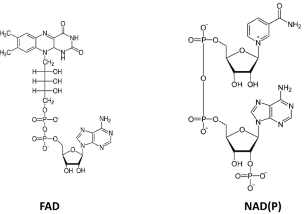 146-14-5 FADNADflavin adenine dinucleotidenicotinamide adenine dinucleotide