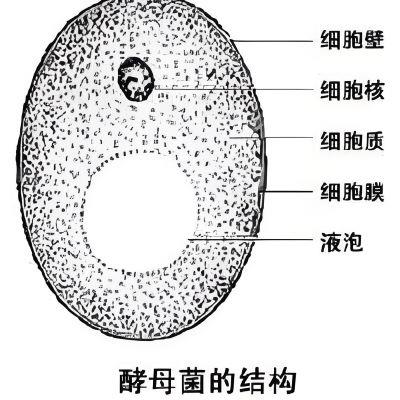 酿酒酵母细胞壁.jpg