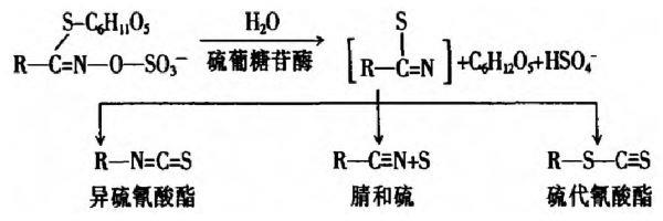 解释芥末为什么辛辣的反应.jpg